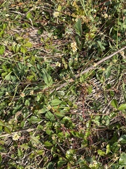 Persicaria sagittata