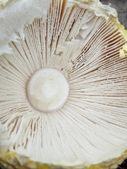 Amanita