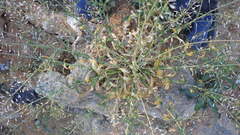 Capsella