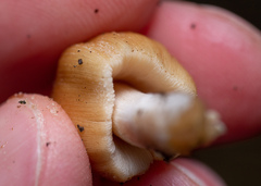 Coprinellus micaceus