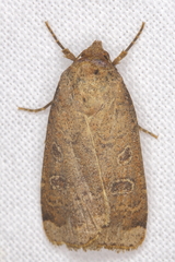Abagrotis alternata
