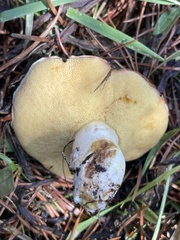 Suillus brevipes