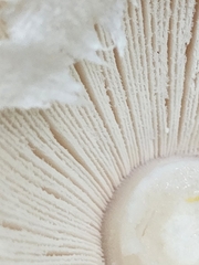 Amanita
