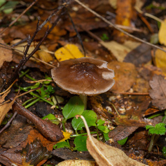 Pluteus cervinus