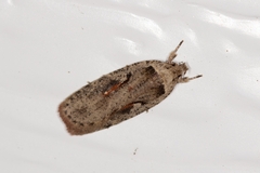 Agonopterix ocellana