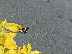 Catasticta teutila