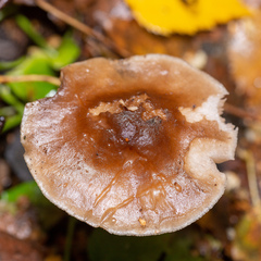 Pluteus cervinus