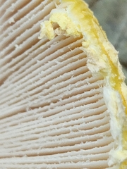 Amanita