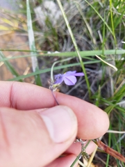 Monopsis decipiens