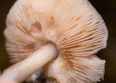 Pluteus cervinus