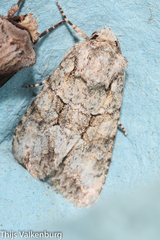 Dryobotodes monochroma