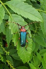 Stenaspis verticalis insignis