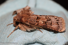 Agrotis lata