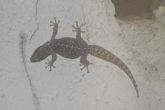 Afrogecko porphyreus