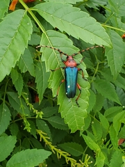 Stenaspis verticalis insignis