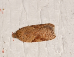 Acleris notana