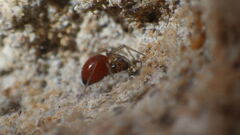 Ostearius melanopygius