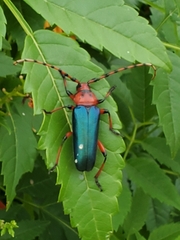 Stenaspis verticalis insignis