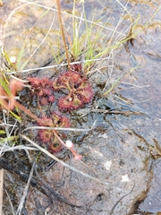 Drosera burkeana