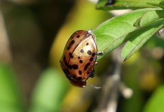 Conchyloctenia punctata