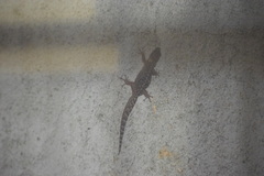 Afrogecko porphyreus