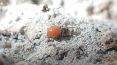 Ostearius melanopygius