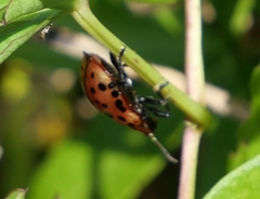 Conchyloctenia punctata