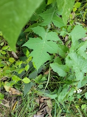 Polymnia canadensis