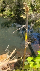 Archilestes californicus