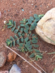 Euphorbia serrula