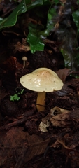 Tricholoma odorum