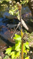 Archilestes californicus