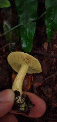 Tricholoma odorum