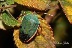 Edessa rufomarginata