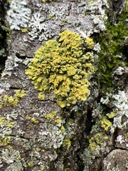 Xanthomendoza fallax