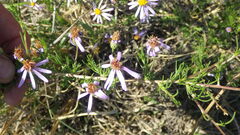 Felicia filifolia