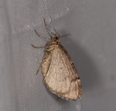 Thera juniperata