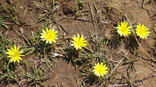 Gazania krebsiana image