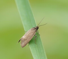 Leistomorpha brontoscopa
