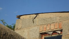 Trachylepis punctatissima