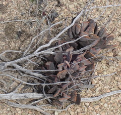Adromischus triflorus