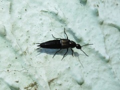 Philonthus carbonarius