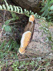 Pycnoporellus fulgens