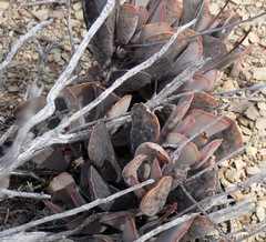 Adromischus triflorus