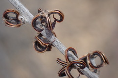 Adromischus triflorus
