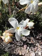 Mandevilla oaxacensis