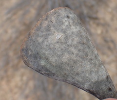 Adromischus triflorus