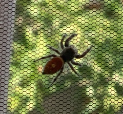 Phidippus adumbratus