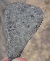 Adromischus triflorus