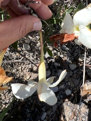 Mandevilla oaxacensis